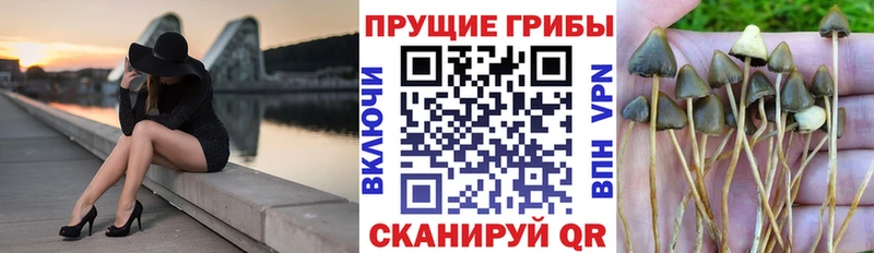 Псилоцибиновые грибы мицелий  цена наркотик  Ишим 