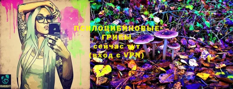 shop какой сайт  Ишим  Галлюциногенные грибы Cubensis 